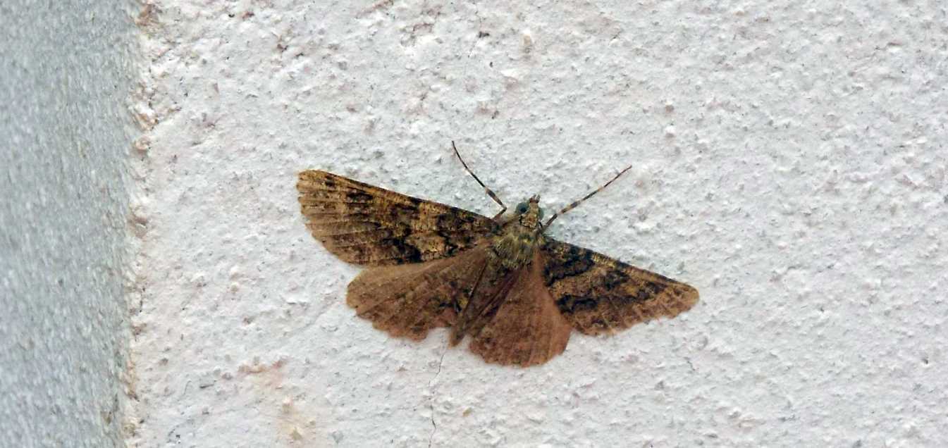 Da La Gomera (Canarie): Ascotis fortunata (Geometridae)