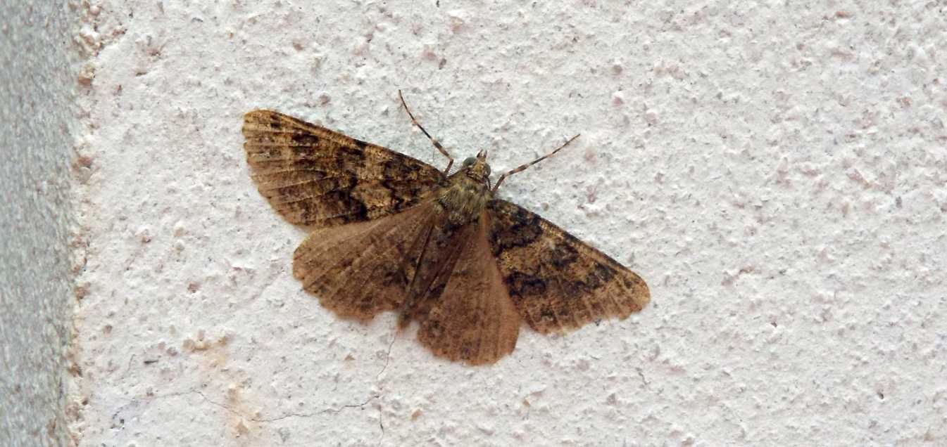 Da La Gomera (Canarie): Ascotis fortunata (Geometridae)