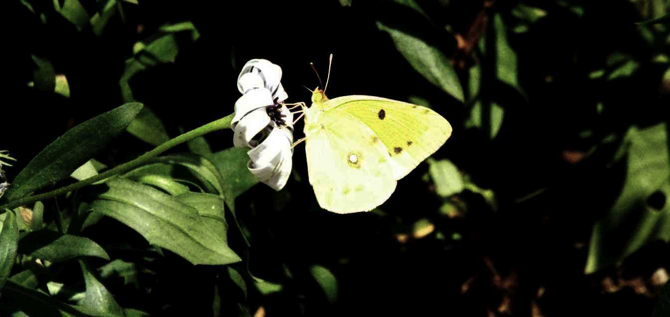 Da La Gomera (Canarie): Colias....?  Colias crocea