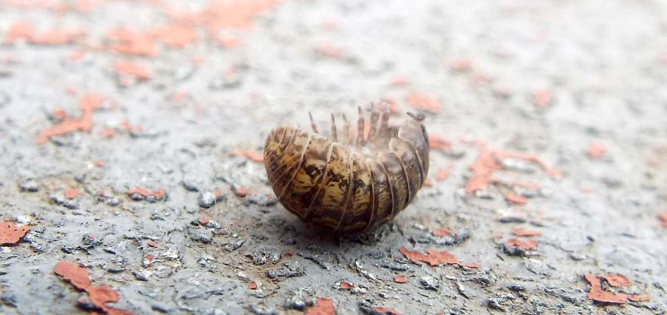 Da Tenerife, anzi da La Gomera (Canarie):  Armadillidium vulgare (Isopoda Armadillidiidae)