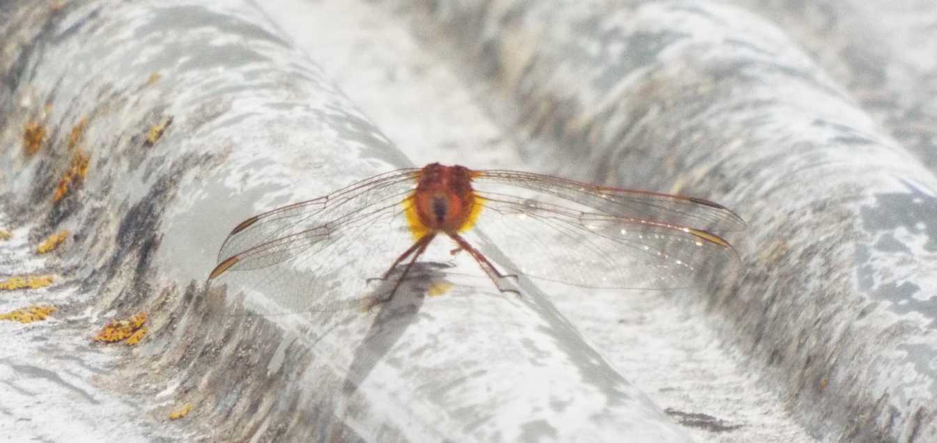 Da La Gomera (Canarie): Crocothemis erythraea