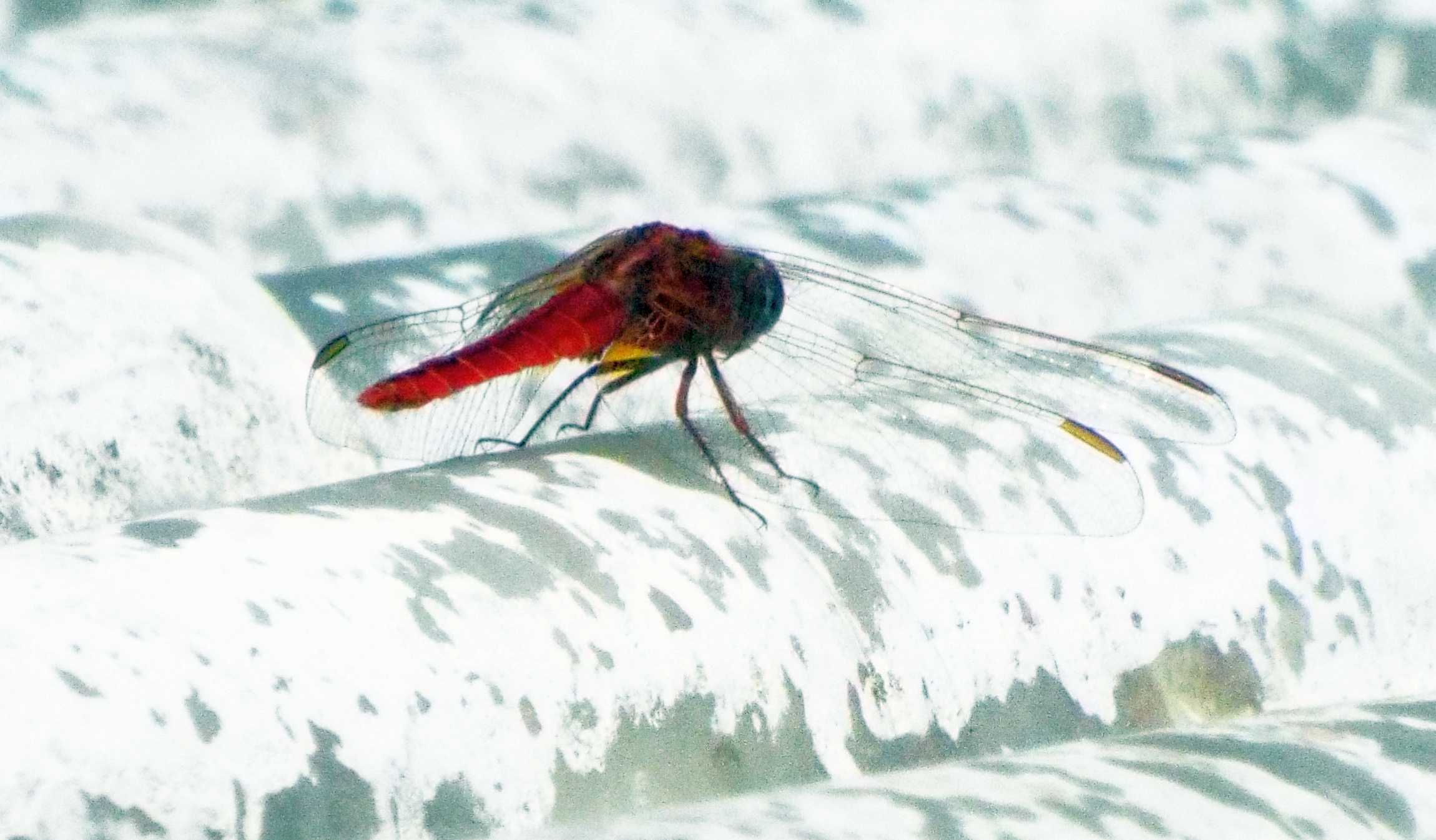 Da La Gomera (Canarie): Crocothemis erythraea