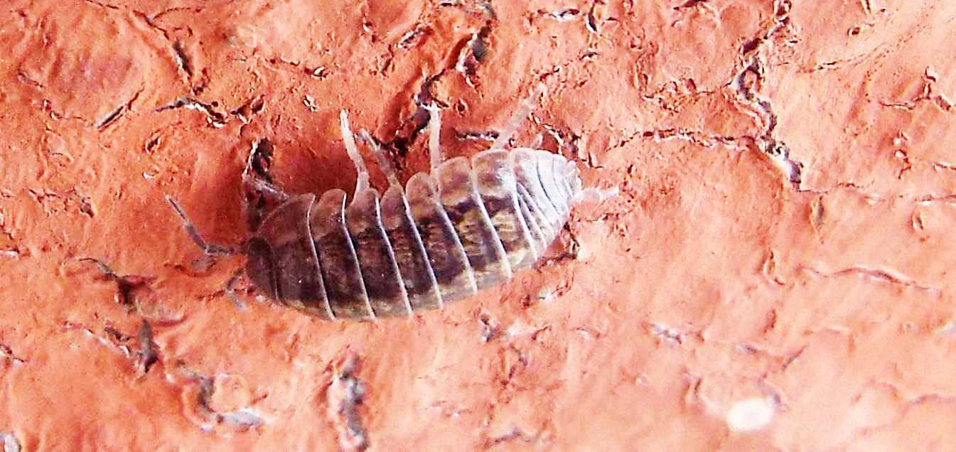 Da Tenerife, anzi da La Gomera (Canarie):  Armadillidium vulgare (Isopoda Armadillidiidae)