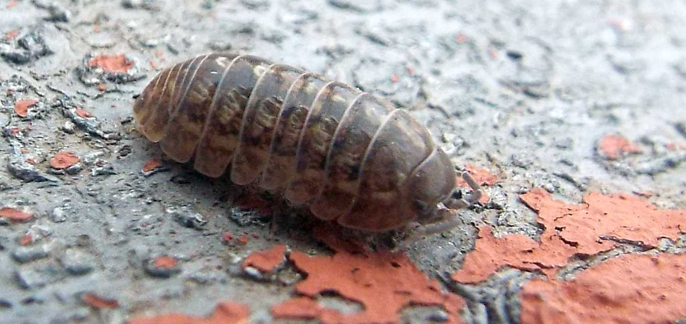 Da Tenerife, anzi da La Gomera (Canarie):  Armadillidium vulgare (Isopoda Armadillidiidae)