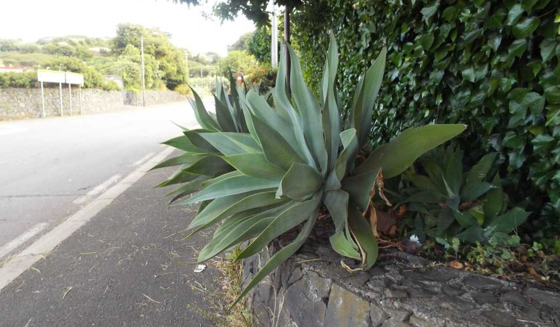 Da Tenerife (Canarie): Agave attenuata (Liliales Agavaceae)