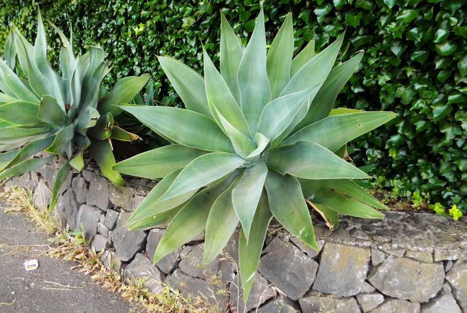 Da Tenerife (Canarie): Agave attenuata (Liliales Agavaceae)