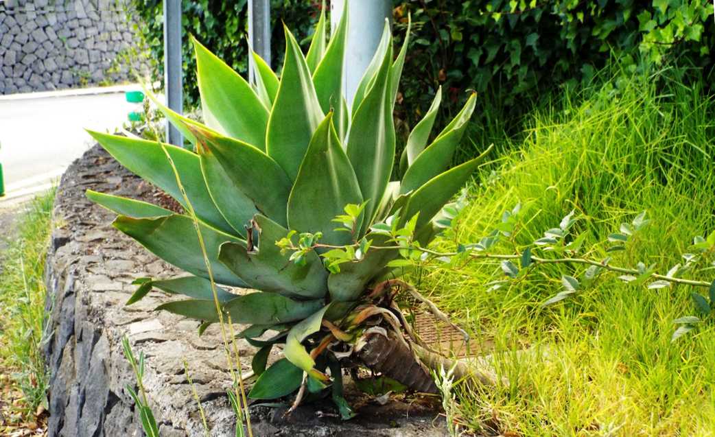 Da Tenerife (Canarie): Agave attenuata (Liliales Agavaceae)