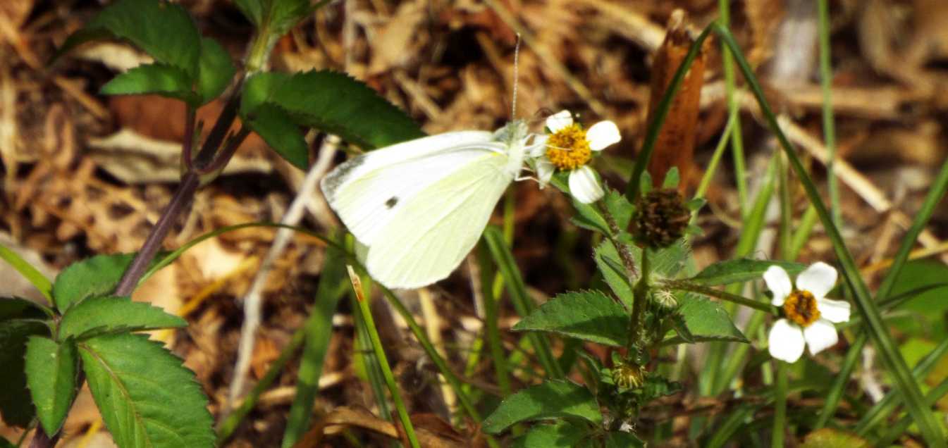 Da La Gomera e Tenerife (Canarie): Pieris rapae