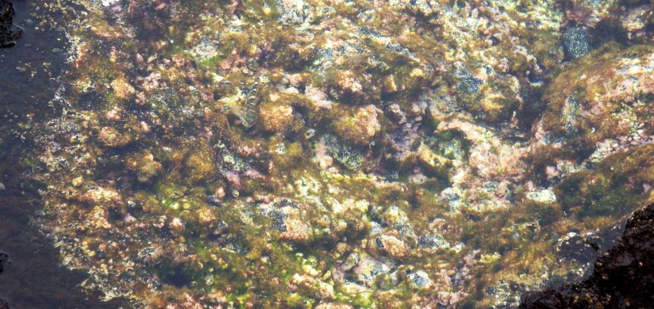 Da Tenerife (Canarie):  Mauligobius maderensis (Gobiidae)