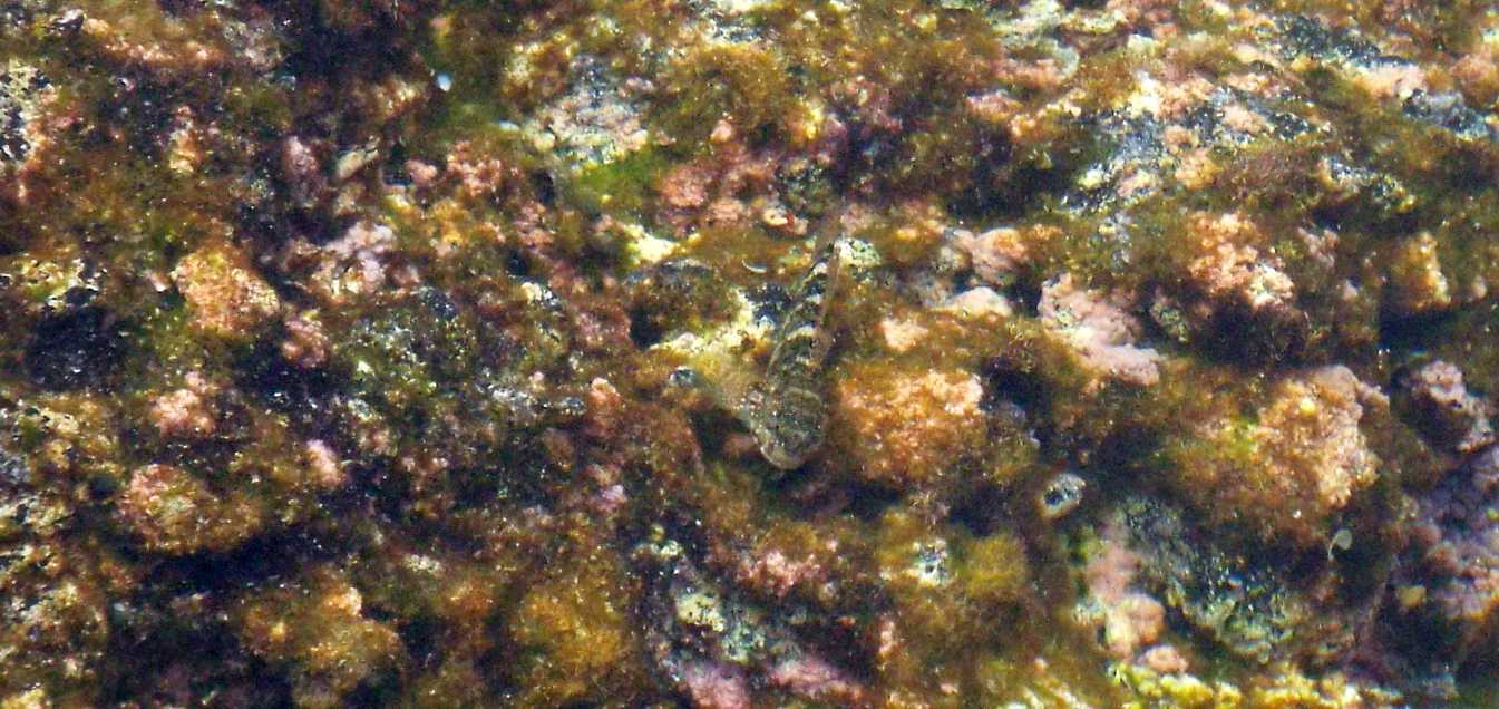 Da Tenerife (Canarie):  Mauligobius maderensis (Gobiidae)