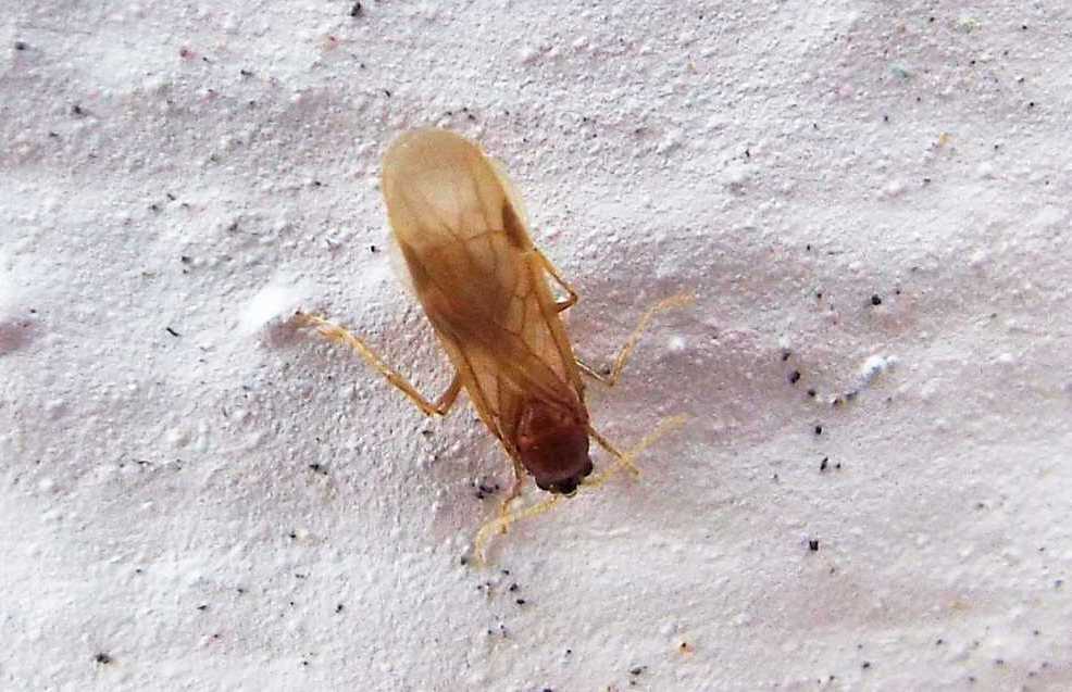 Da La Gomera (Canarie): Formicidae: Pheidole sp.(cfr.P. megacephala), maschio