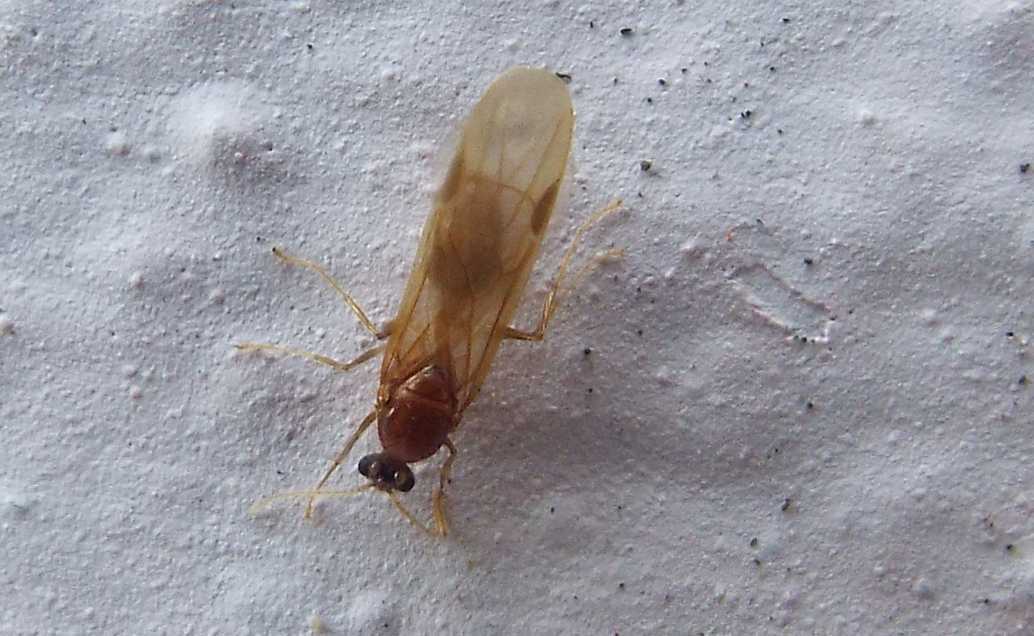 Da La Gomera (Canarie): Formicidae: Pheidole sp.(cfr.P. megacephala), maschio