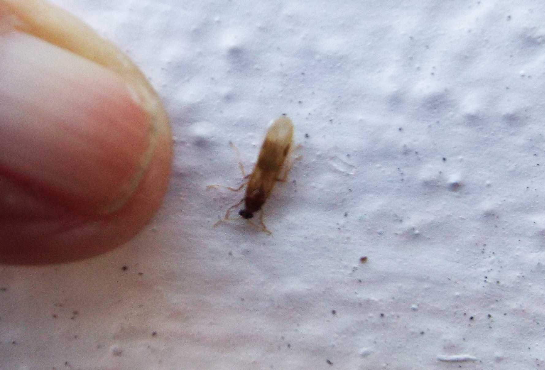 Da La Gomera (Canarie): Formicidae: Pheidole sp.(cfr.P. megacephala), maschio