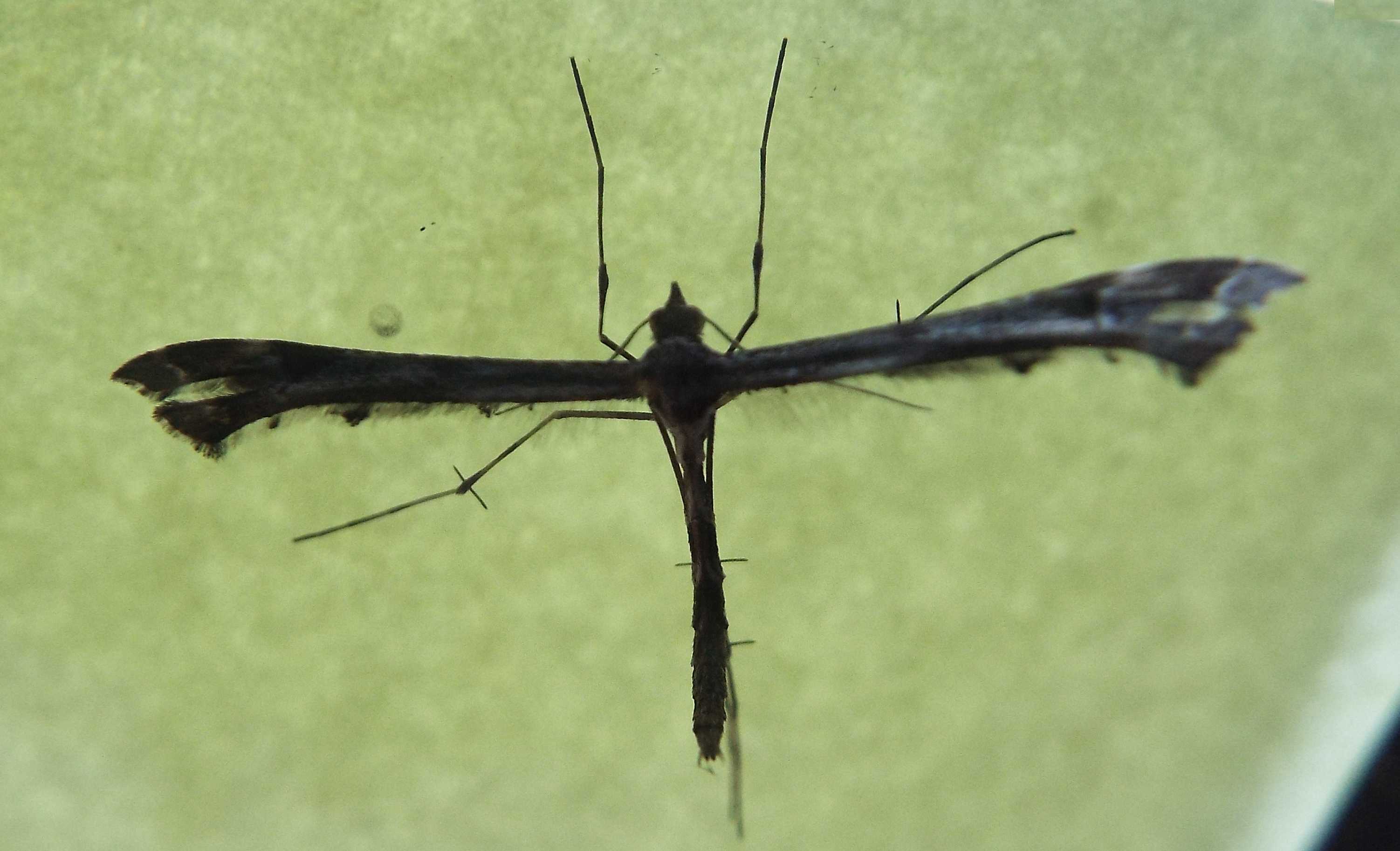 Da La Gomera (Canarie):  Pterophoridae:  Amblyptilia acanthadactyla