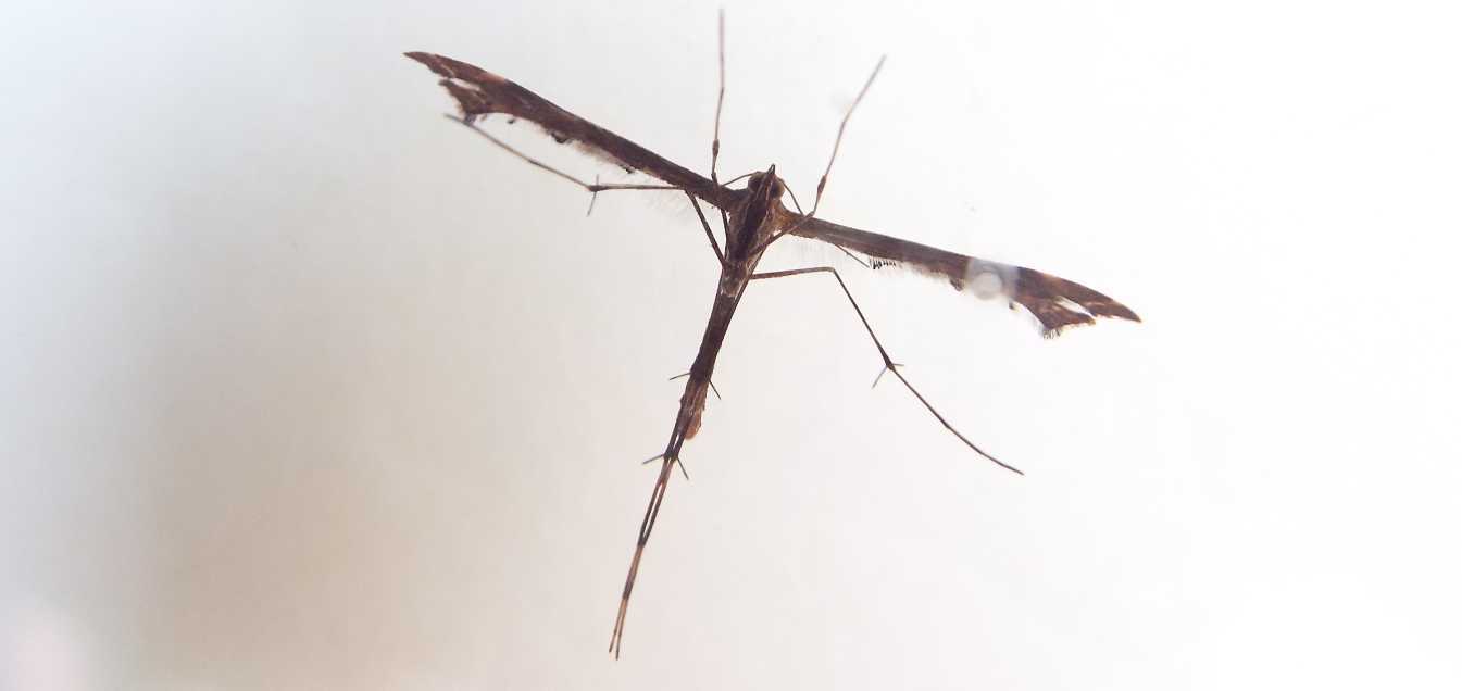 Da La Gomera (Canarie):  Pterophoridae:  Amblyptilia acanthadactyla