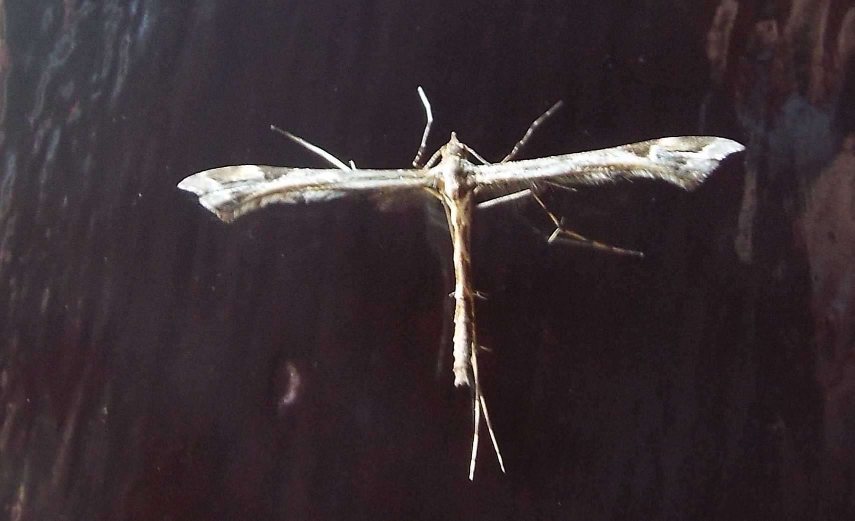 Da La Gomera (Canarie):  Pterophoridae:  Amblyptilia acanthadactyla