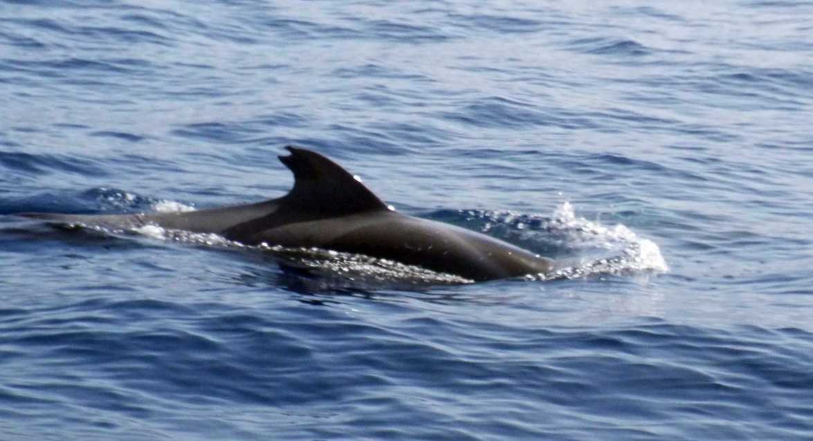 A La Gomera (Canarie): in gommone tra i Globicefali (Globicephala macrorhynchus)