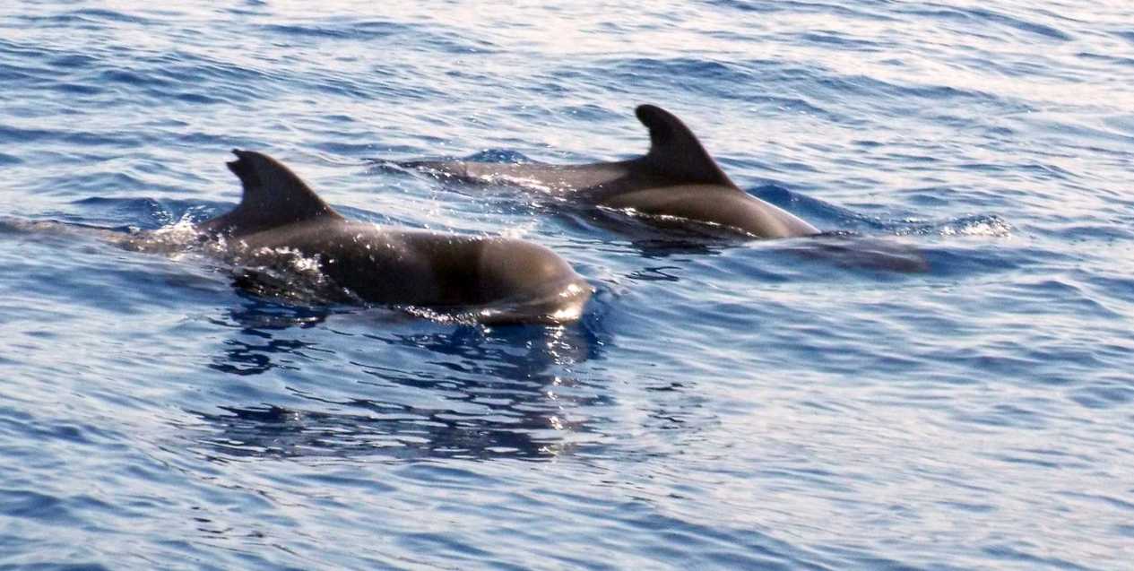 A La Gomera (Canarie): in gommone tra i Globicefali (Globicephala macrorhynchus)