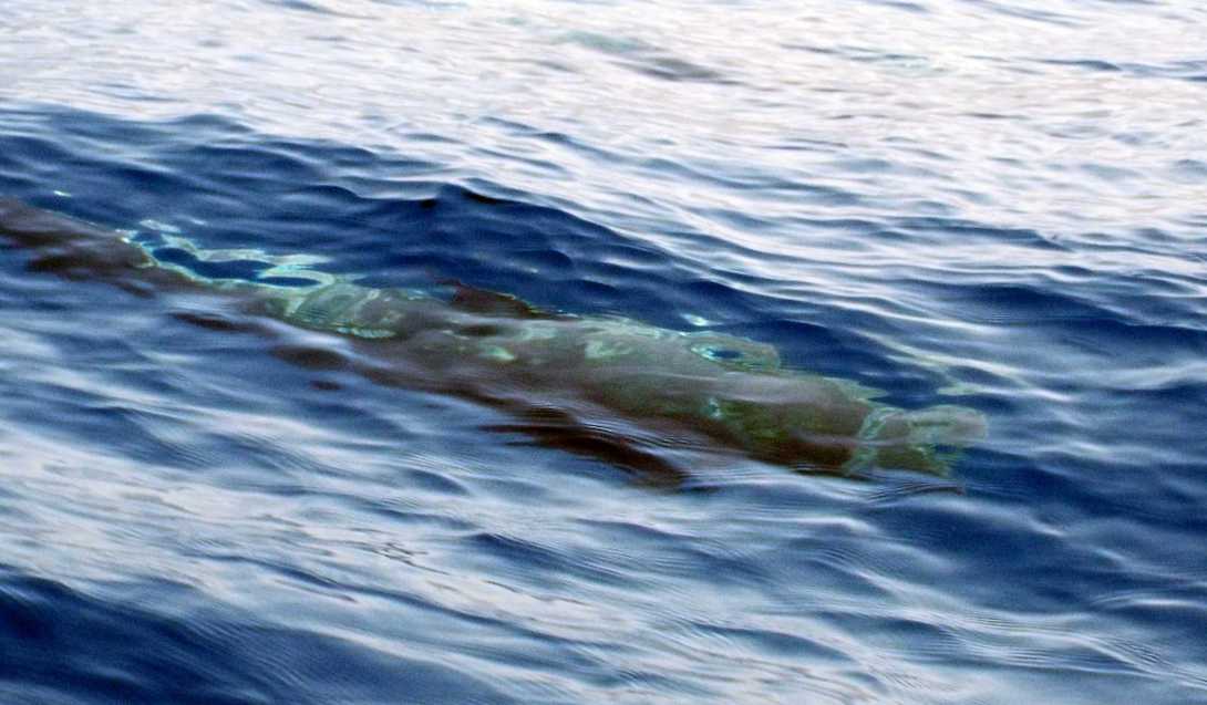 A La Gomera (Canarie): in gommone tra i Globicefali (Globicephala macrorhynchus)