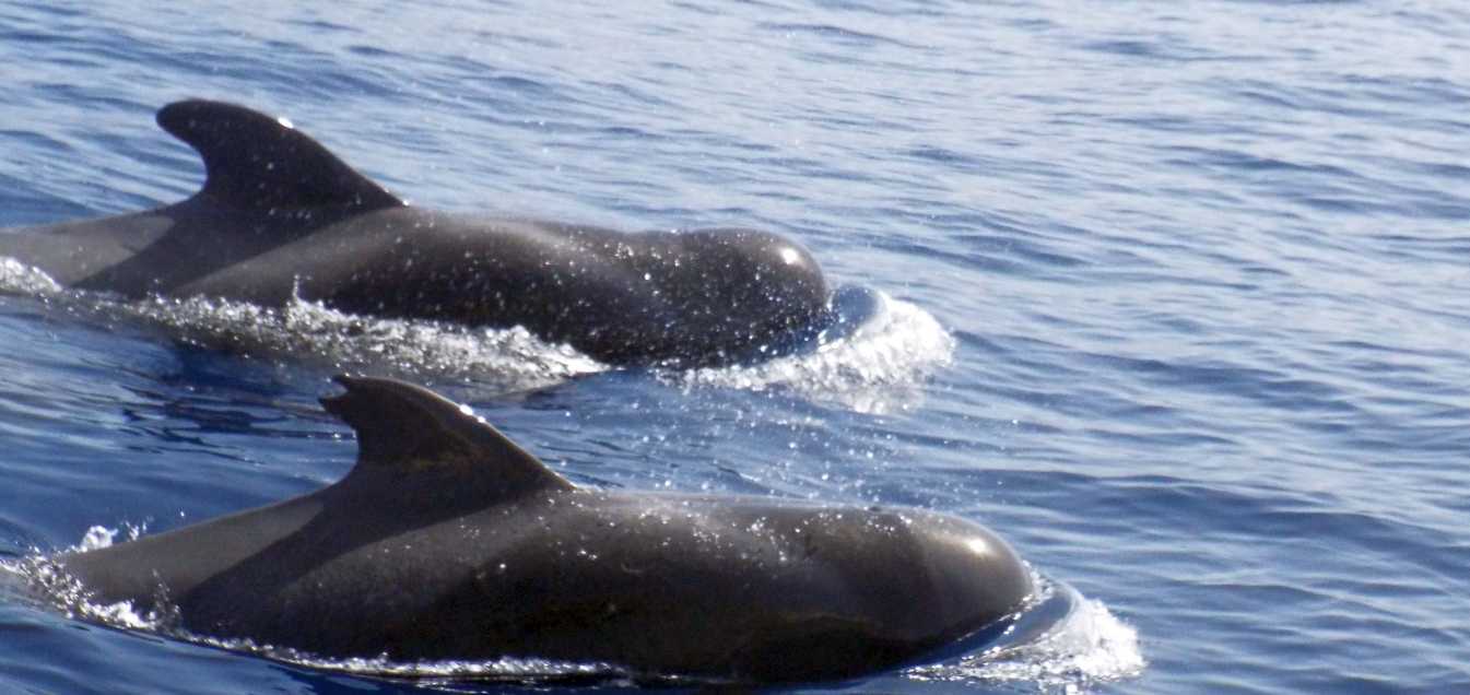 A La Gomera (Canarie): in gommone tra i Globicefali (Globicephala macrorhynchus)