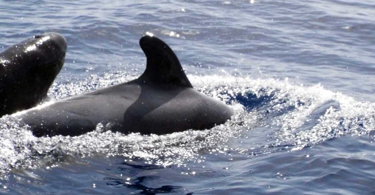 A La Gomera (Canarie): in gommone tra i Globicefali (Globicephala macrorhynchus)