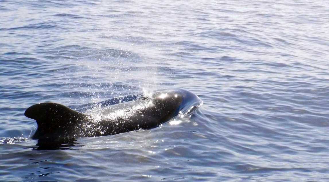 A La Gomera (Canarie): in gommone tra i Globicefali (Globicephala macrorhynchus)