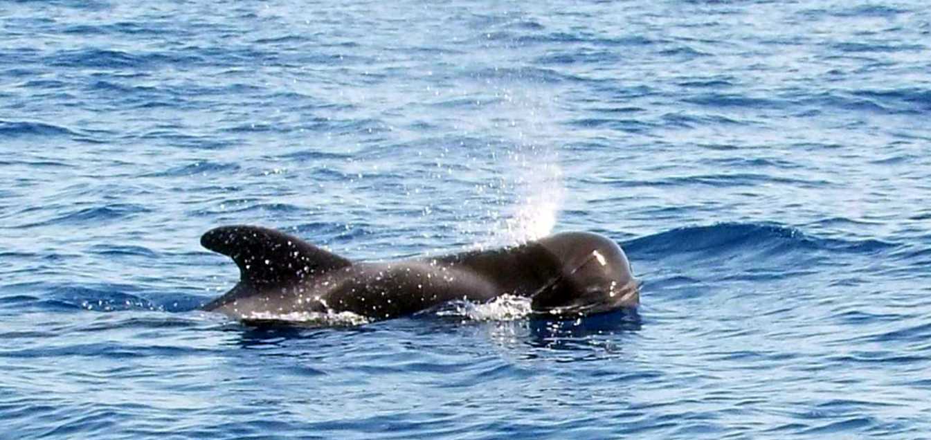 A La Gomera (Canarie): in gommone tra i Globicefali (Globicephala macrorhynchus)