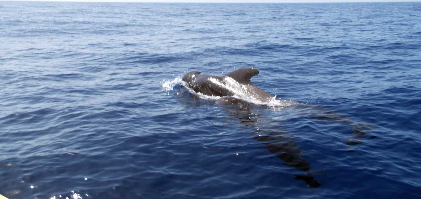 A La Gomera (Canarie): in gommone tra i Globicefali (Globicephala macrorhynchus)