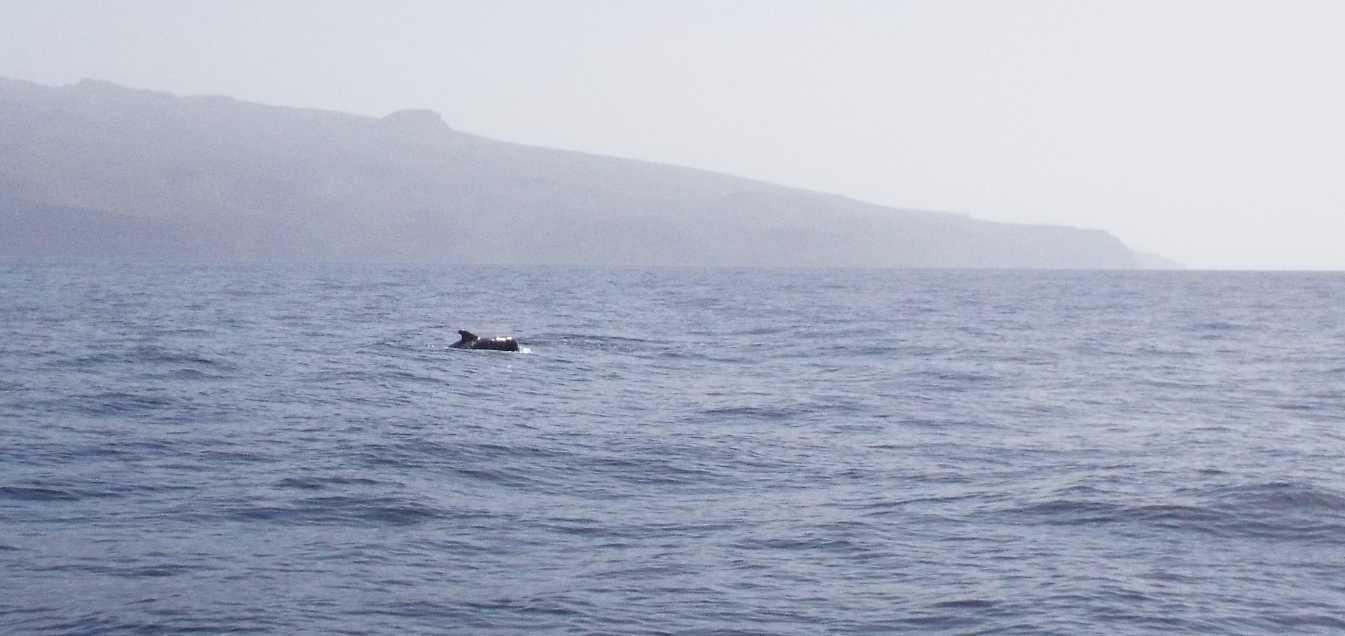 A La Gomera (Canarie): in gommone tra i Globicefali (Globicephala macrorhynchus)