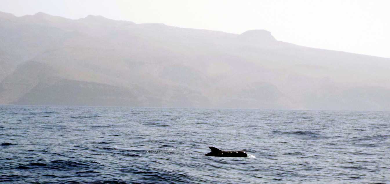 A La Gomera (Canarie): in gommone tra i Globicefali (Globicephala macrorhynchus)