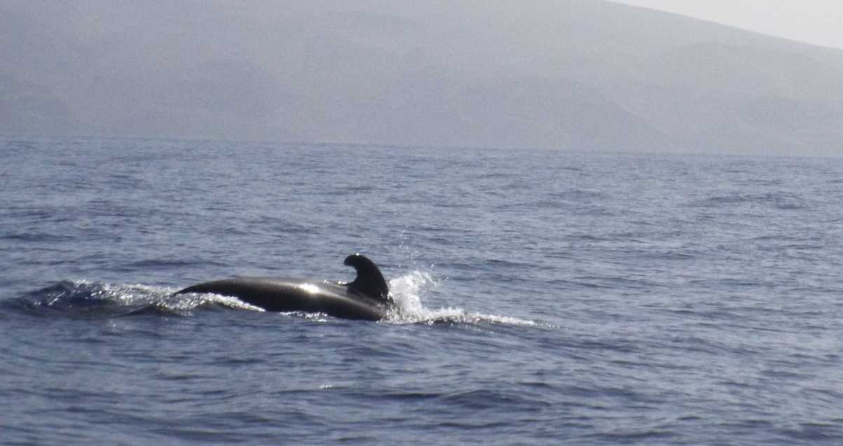 A La Gomera (Canarie): in gommone tra i Globicefali (Globicephala macrorhynchus)