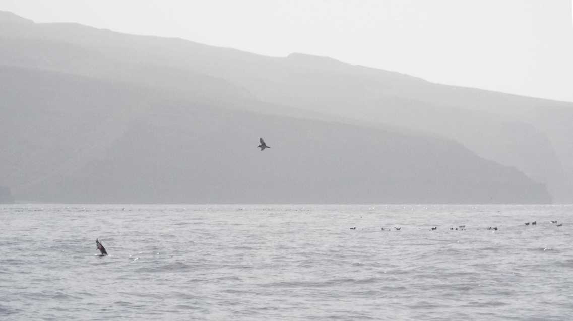 A La Gomera (Canarie): Calonectris diomedea borealis /Berta maggiore
