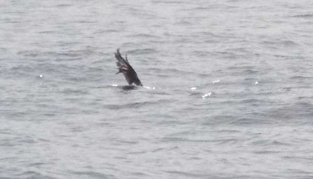 A La Gomera (Canarie): Calonectris diomedea borealis /Berta maggiore