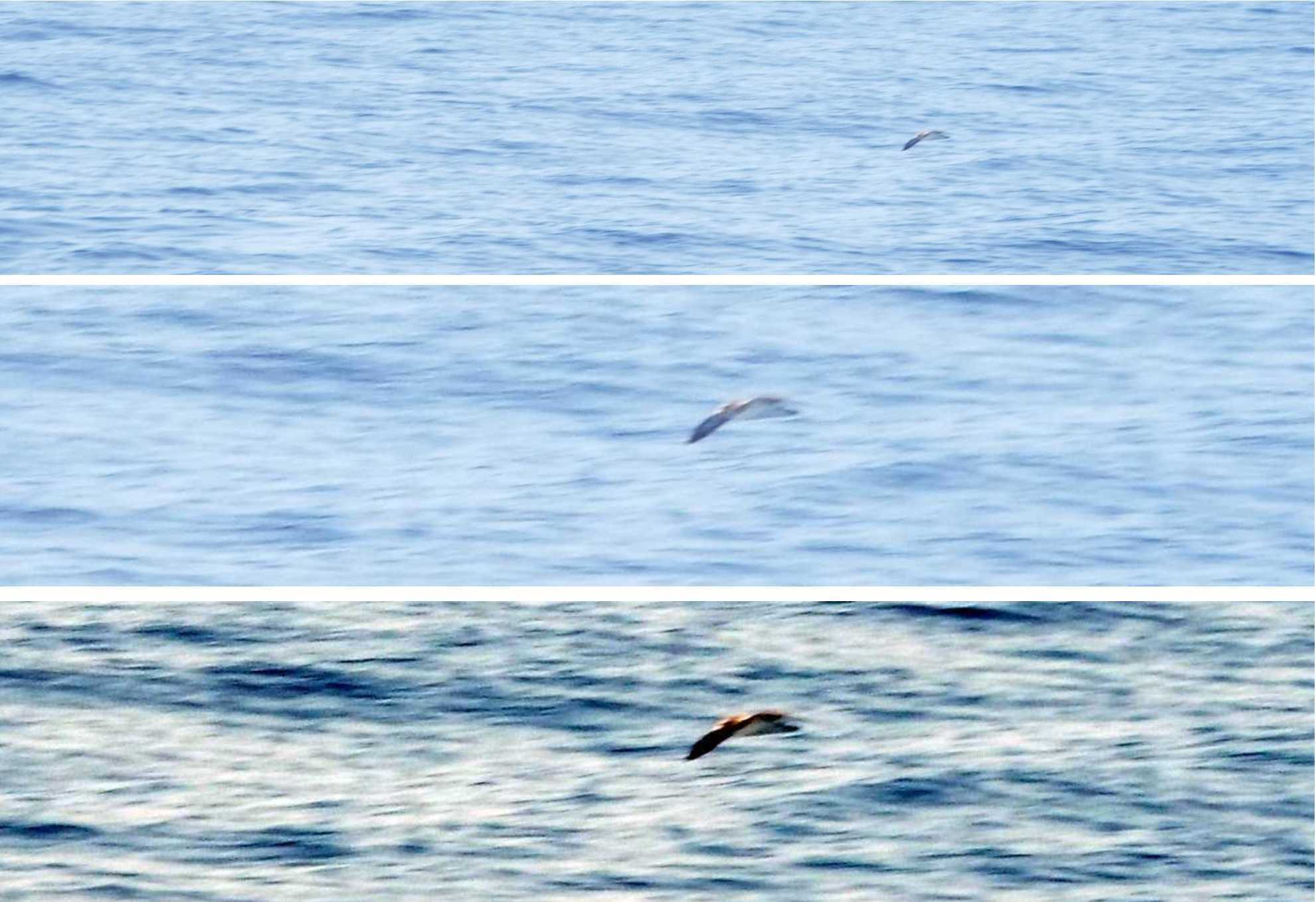 A La Gomera (Canarie): Calonectris diomedea borealis /Berta maggiore