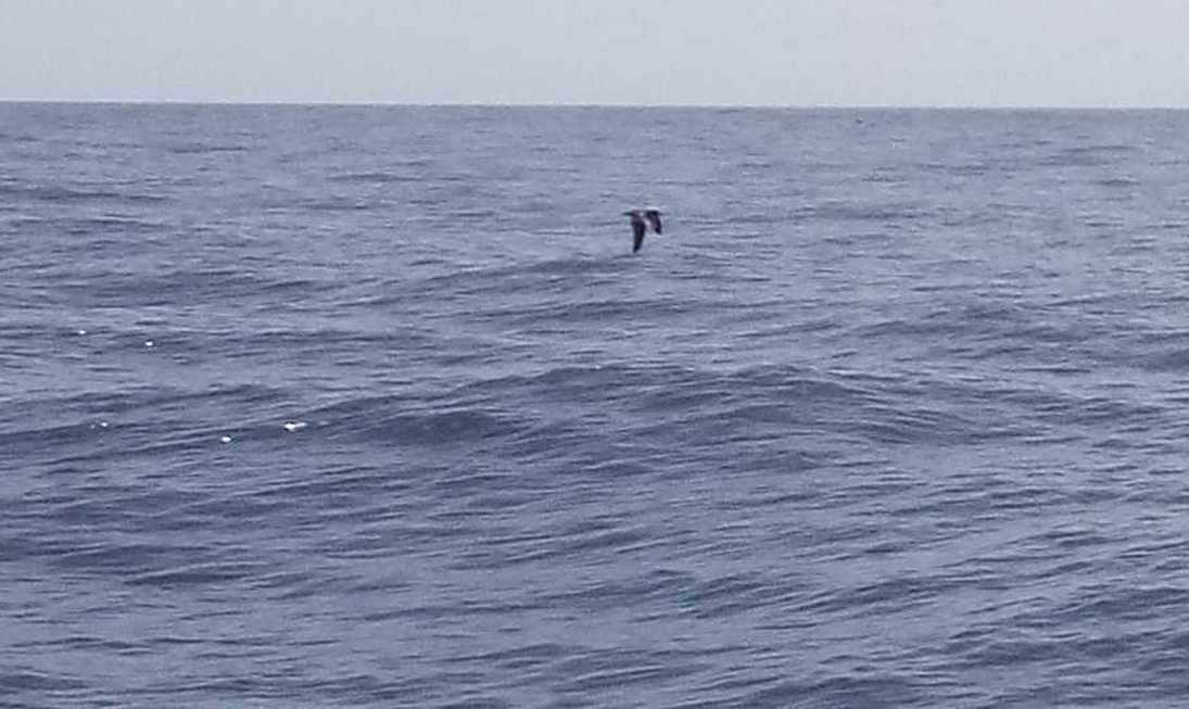 A La Gomera (Canarie): Calonectris diomedea borealis /Berta maggiore