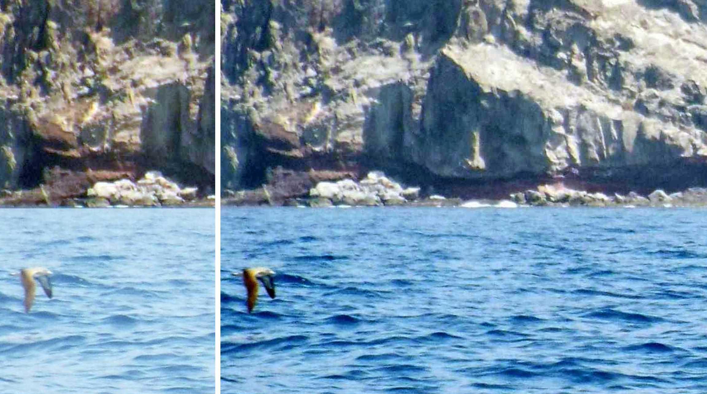 A La Gomera (Canarie): Calonectris diomedea borealis /Berta maggiore