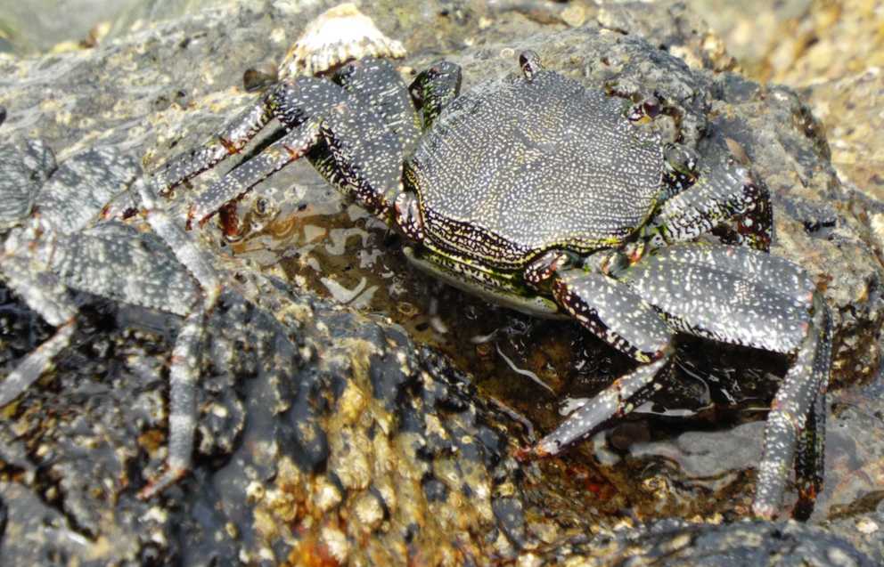 Da Tenerife (Canarie):  Grossi granchi: Grapsus adscensionis