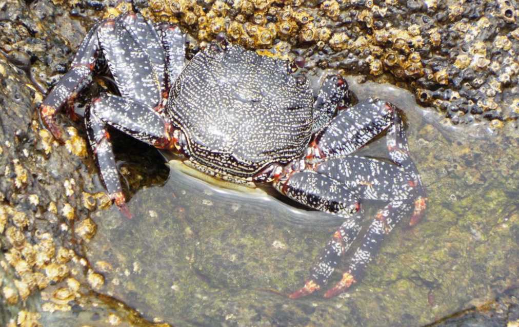 Da Tenerife (Canarie):  Grossi granchi: Grapsus adscensionis