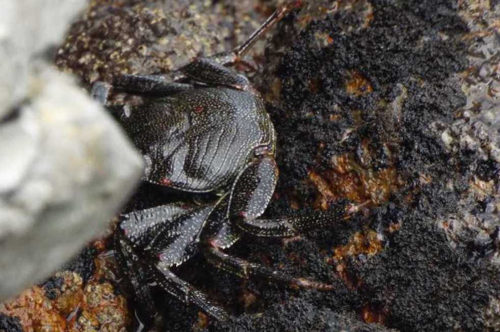 Da Tenerife (Canarie):  Grossi granchi: Grapsus adscensionis