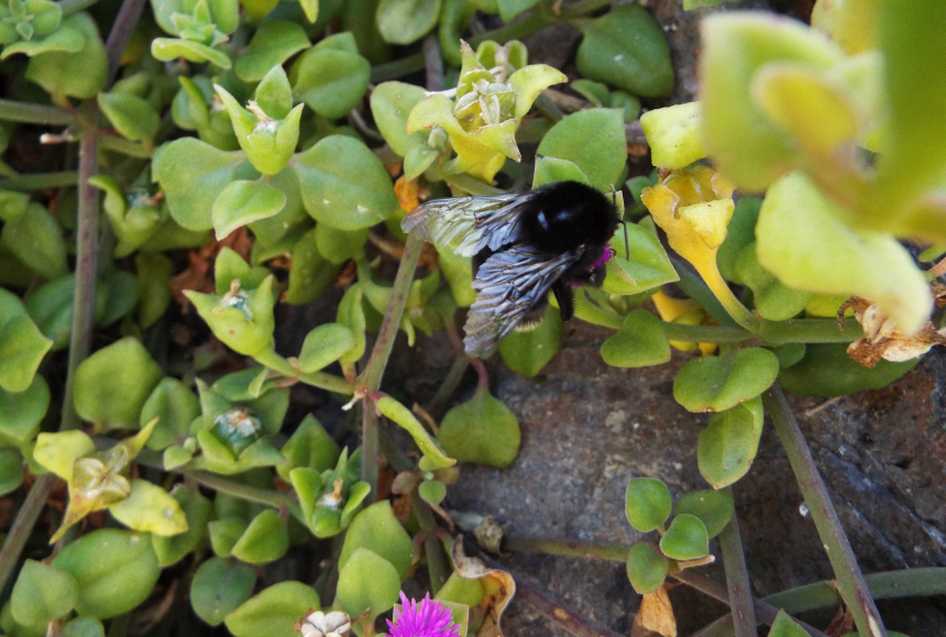 Da Tenerife (Canarie): Bombus terrestris ssp. canariensis