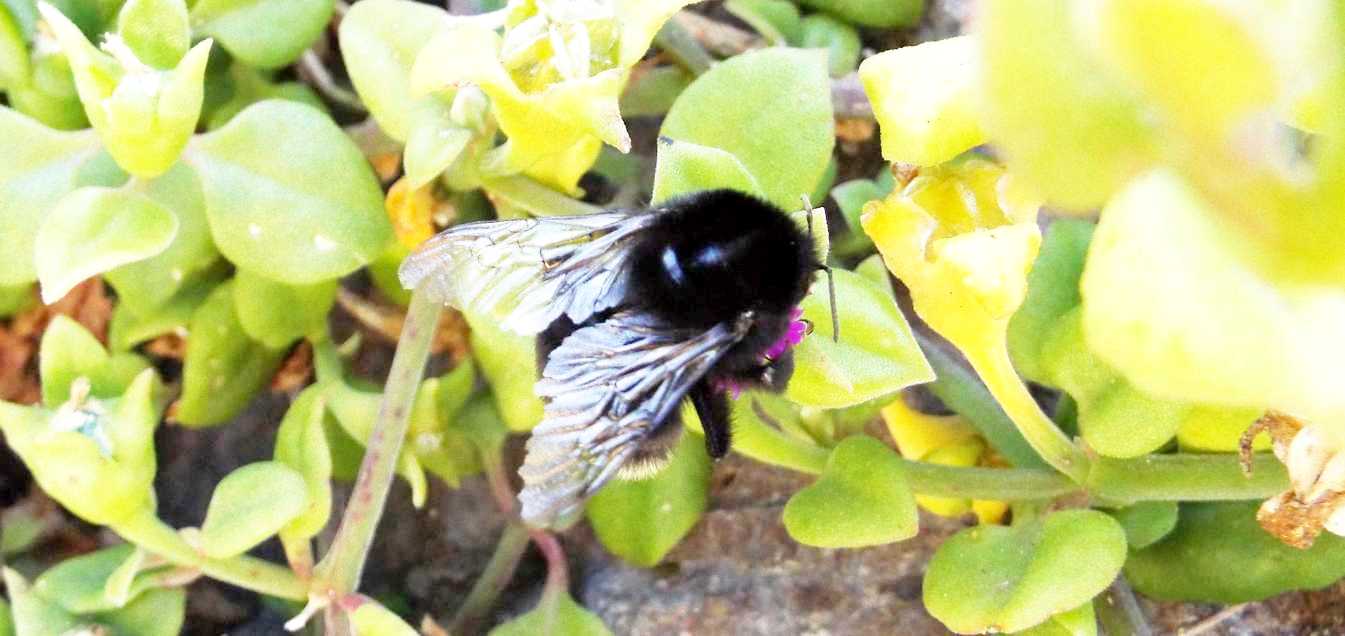 Da Tenerife (Canarie): Bombus terrestris ssp. canariensis