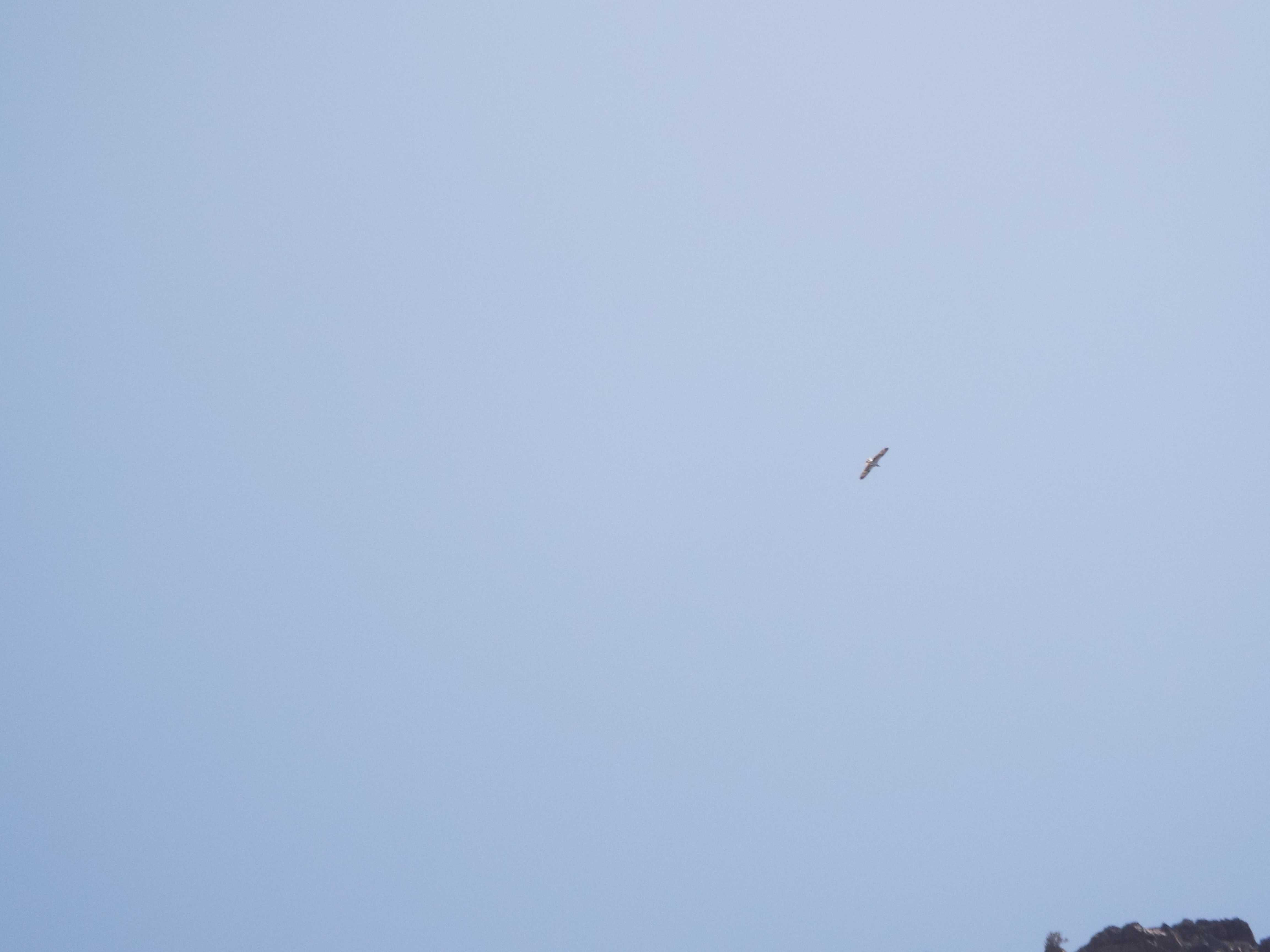 A La Gomera (Canarie): Falco pescatore  (Pandion haliaetus)