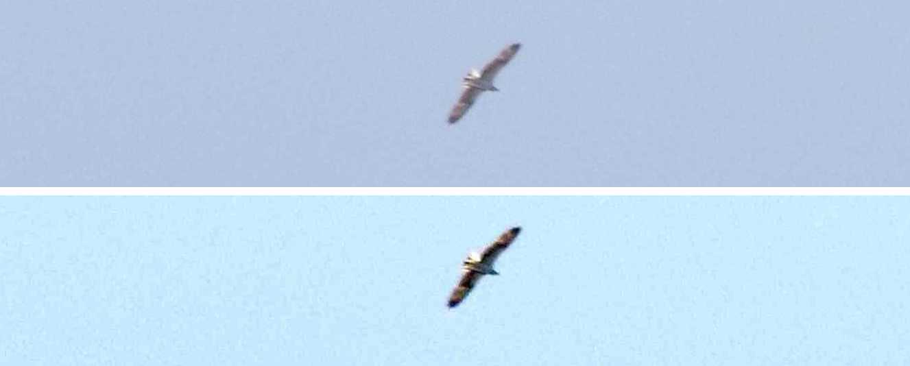 A La Gomera (Canarie): Falco pescatore  (Pandion haliaetus)