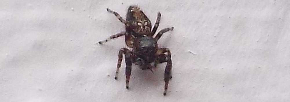 Macaroeris sp, maschio - Hermigua (La Gomera - Canarie)