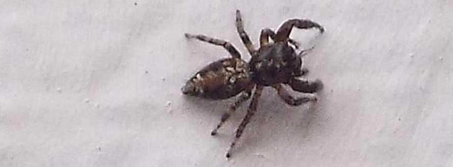 Macaroeris sp, maschio - Hermigua (La Gomera - Canarie)