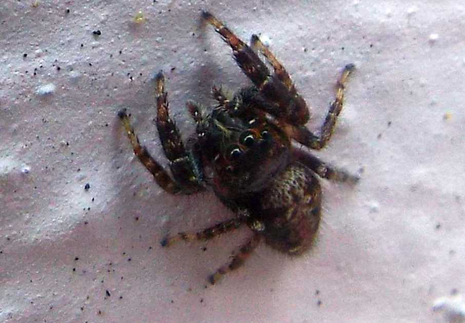 Macaroeris sp, maschio - Hermigua (La Gomera - Canarie)