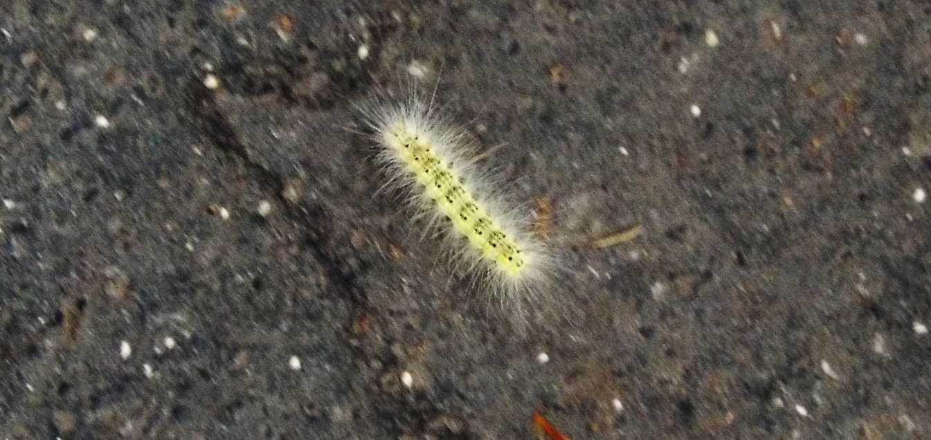 Bruco di Hyphantria cunea  (Erebidae)