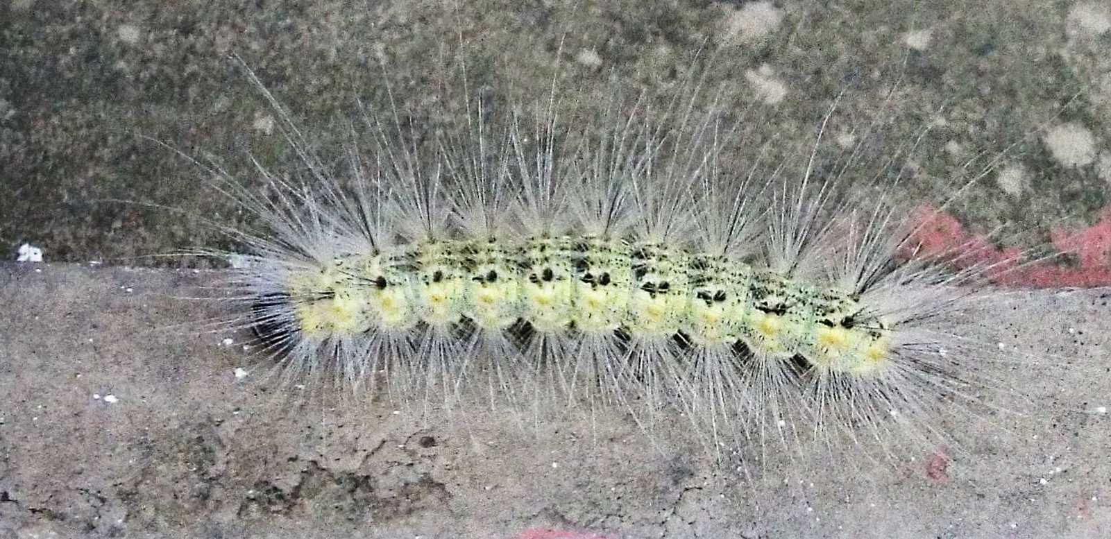 Bruco di Hyphantria cunea  (Erebidae)
