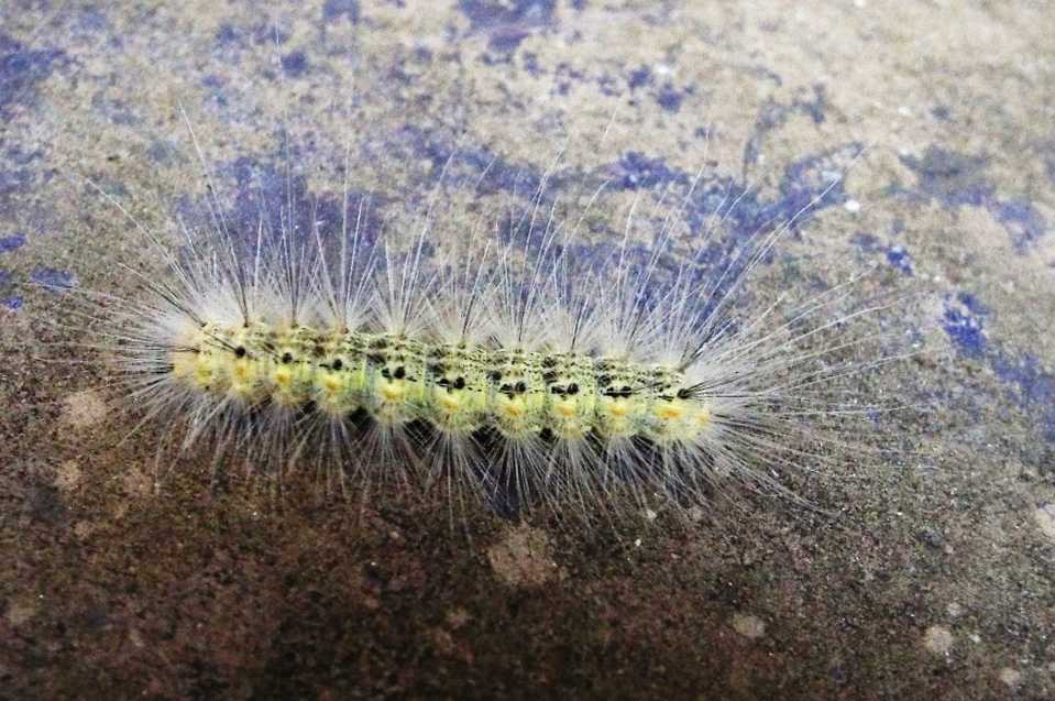 Bruco di Hyphantria cunea  (Erebidae)