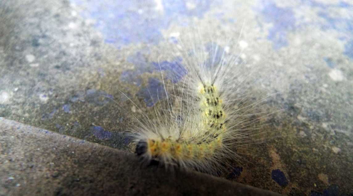 Bruco di Hyphantria cunea  (Erebidae)